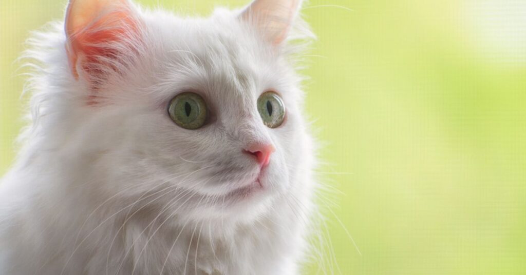 גור של חתול אנגורה טורקי עם עיניים כחולות