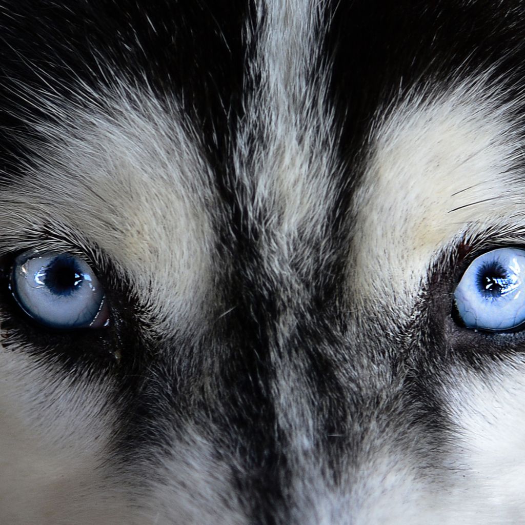 האסקי סיבירי עם עיניים כחולות בוהקות מביט למצלמה