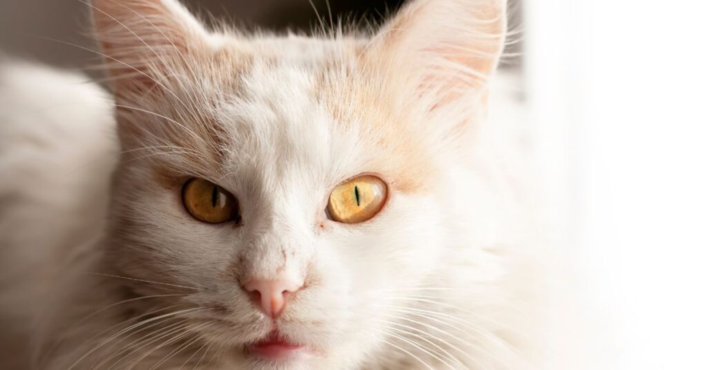 חתול אנגורה טורקי עם עיניים כתומות