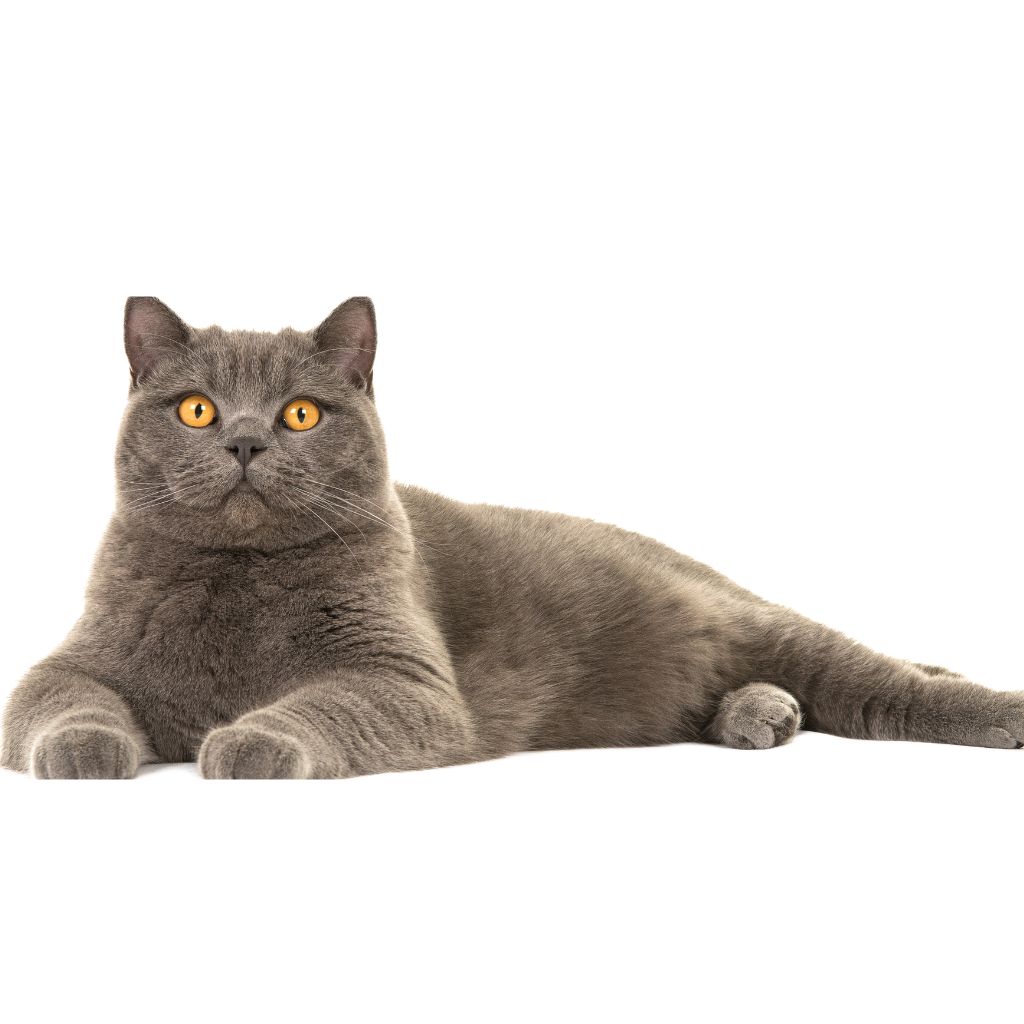 חתול בריטי קצר שיער עם עיניים כתומות