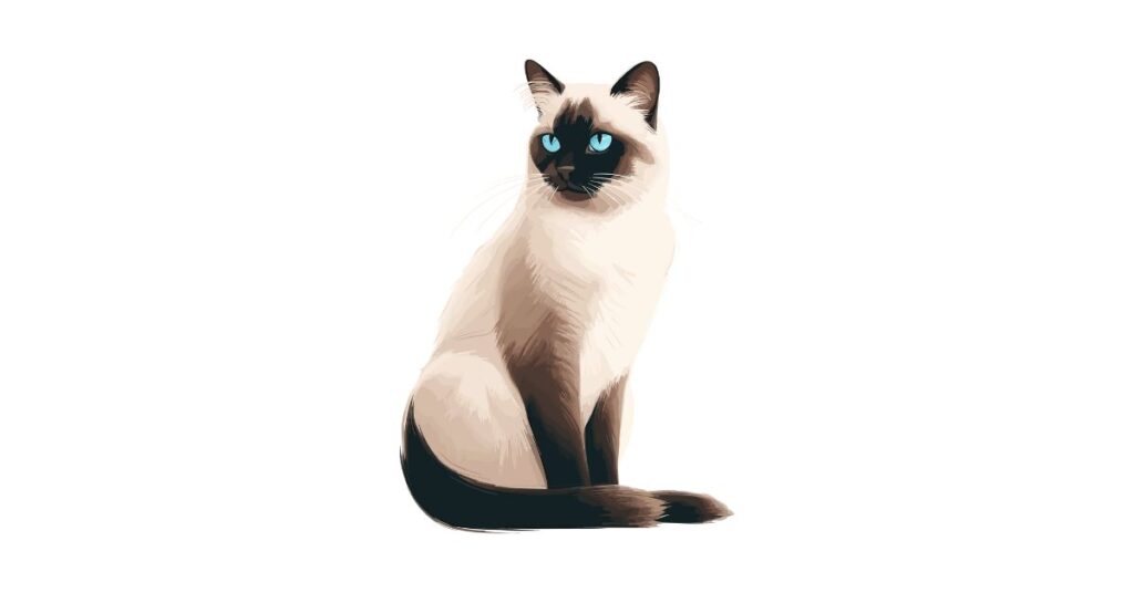 חתול סיאמי עם עיניים כחולות יושב