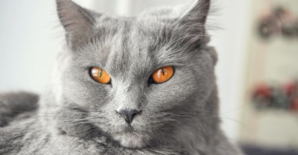 חתול סקוטי עם עיניים כתומות