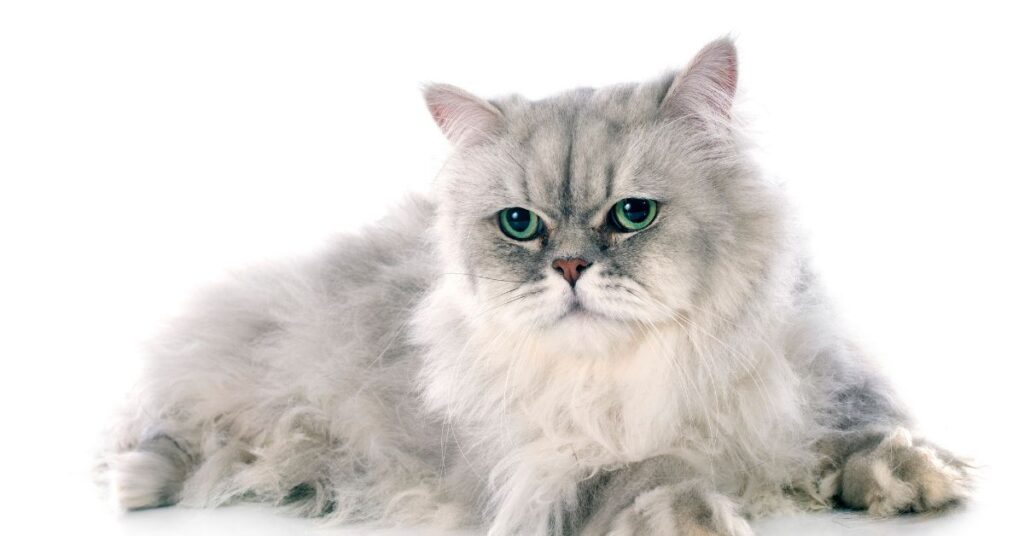 חתול פרסי אפור לבן שוכב על הבטן