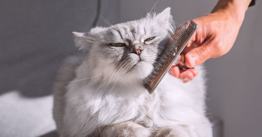 טיפוח חתול פרסי אפור ומה חשוב לדעת לפני שמביאים