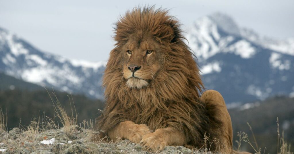 אריה ברברי יושב על ההר