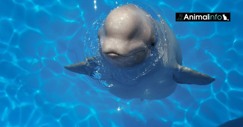 דולפין לווייתני אפור