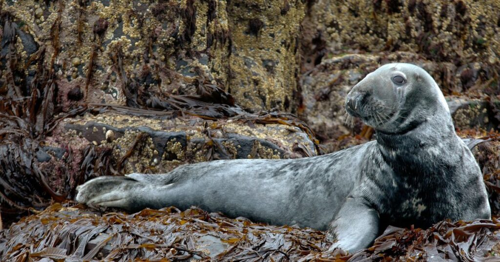 כלב ים אפור שוכב על סלעים