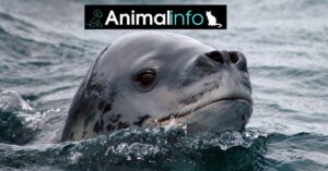 כלב ים נמרי שוחה בתוך האוקיינוס