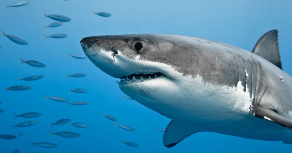 כריש עמלץ לבן בעל שיניים חדות ומבנה גוף ענק