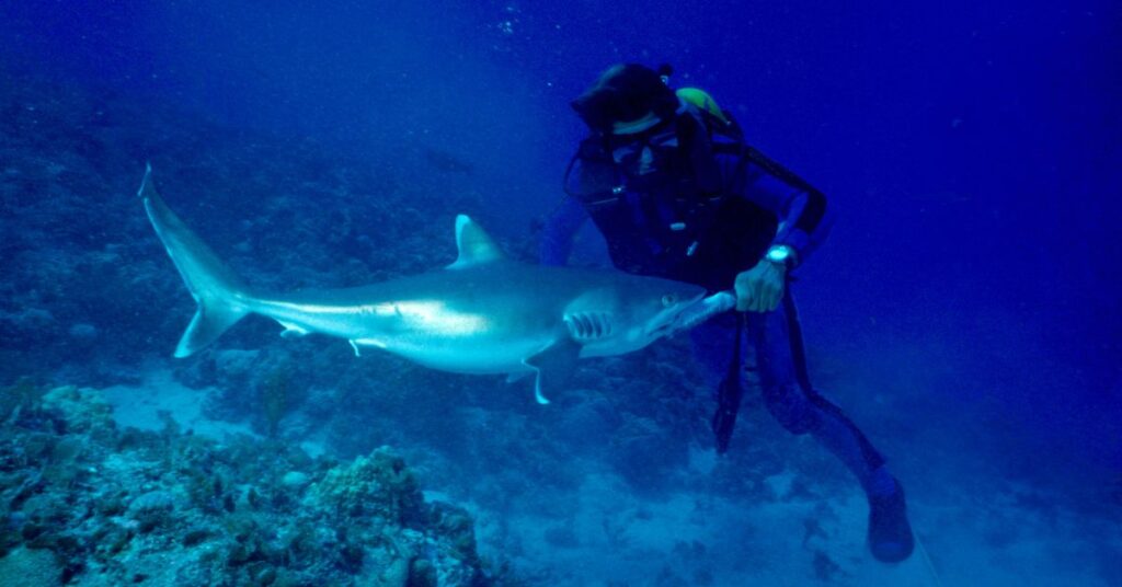 צוללן מאכיל כריש שונית אפור