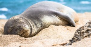 כלב ים נזירי מצוי שוכב על חוף הים