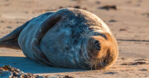 כלב ים שוכב בחול