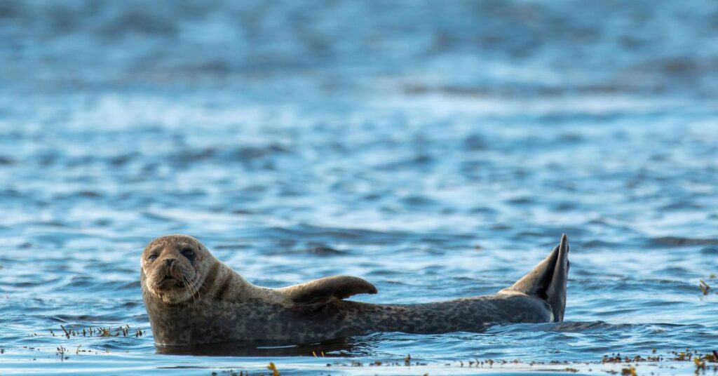 כלב ים שוכב על שפת החוף